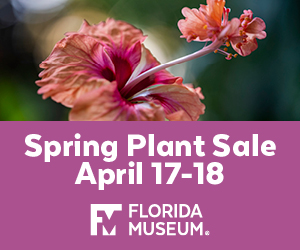 Florida Museum of Natural History Plant Sale