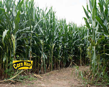 Kids Gainesville: Corn Mazes and Farm Fun - Fun 4 Gator Kids