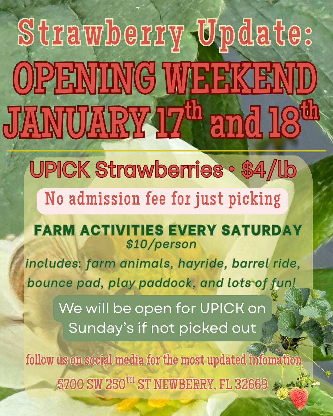 Bryer Patch Strawberry U Pick