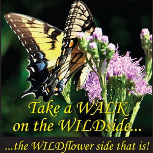 wildflower walk.jpg