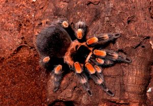 15. Mexican red knee_RM-edit.jpg