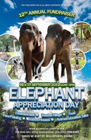 elephant.jpg