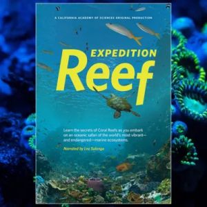 reef.jpg