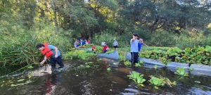 Volunteer Removing Water Lettuce