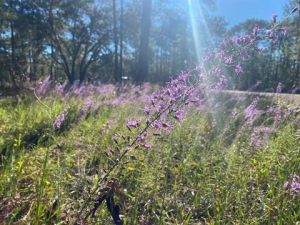 fall-wildflowers.jpg