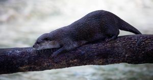 otter.jpg