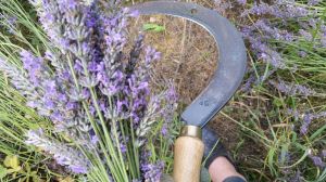herb.jpg