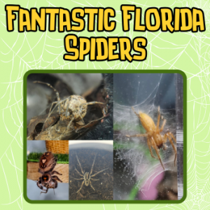 DC_Fantastic_Florida_Spiders.png