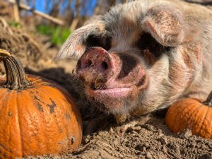 pigs.jpg