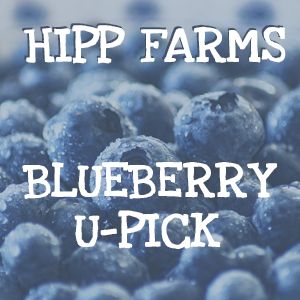 Hipp Farms U-Pick Blueberries