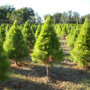 Gibbs Christmas Tree Farm