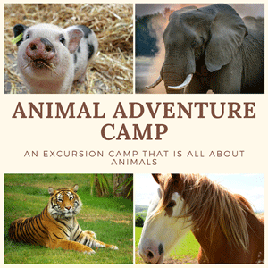 Haile Equestrian Center Animal Adventure Excursion Summer Camp