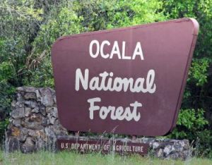 Ocala - Ocala National Forest