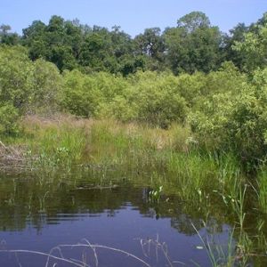 Terwilliger Pond Conservation Area