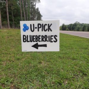 Sunset Hilltop Farm U-Pick Blueberries