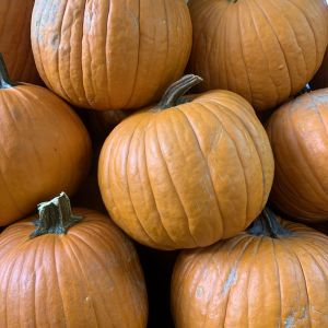Alachua Conservation Trust Pumpkin Spice and Everything Nice