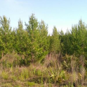 Ocala National Forest Christmas Tree Permits