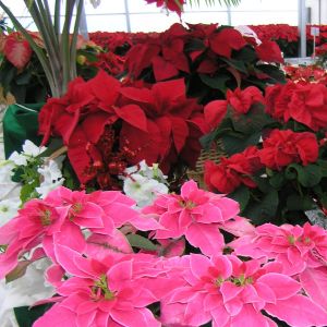 UF Poinsettia Sale