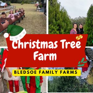 Bledsoe Family Farms Christmas Tree Farm