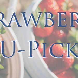Amber Brooke Farms Williston (formerly Red, White and Blues Farm) Strawberry U-Pick