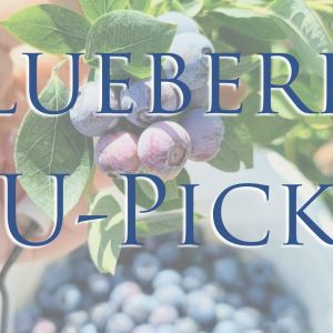 Amber Brooke Farms (formerly Red White and Blues Farm) U-Pick Blueberry