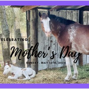 Equestrians Unlimited Riding Academy, LLC Mother’s Day Trail Ride