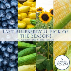 Amber Brooke Farms (formerly Red White and Blues Farm) U-Pick Blueberry