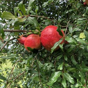 Pomegranates R Us