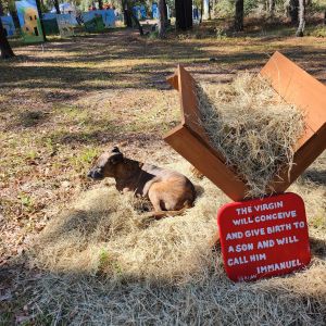 A Walk to Bethlehem in Morriston