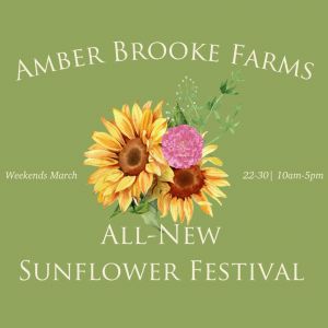 Amber Brooke Farms Sunflower Festival