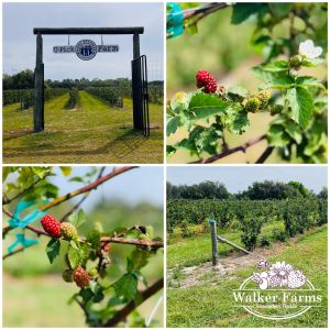 Miller Blueberry Plantation and Nursery