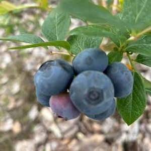 Zeezenia Farm & Sofra U-Pick Blueberries