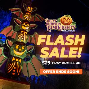 Wild Adventures Great Pumpkin LumiNights Flash Sale