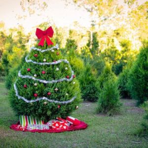 Aimee's Acres Christmas Tree Farm