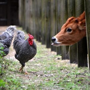 Morningside Nature Center Programs