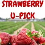 Strawberry U Pick Farms